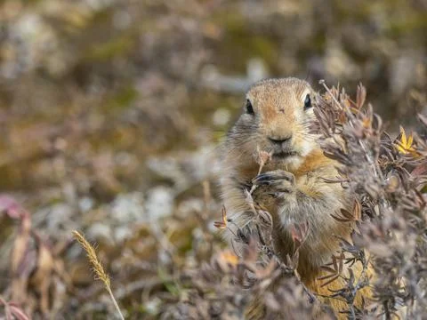 An adult Arctic ground squirrel (Urocitellus parryii) feeding in the brush at Stock Photos