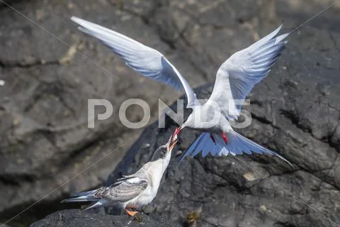 Adult Arctic tern (Sterna paradisaea) returning from the sea with fish for its Stock Photos