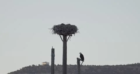 Adult bald eagle calling at nest while juveniles rest bedded down Stock Footage 336220122