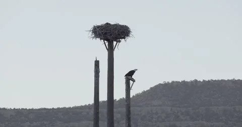 Adult bald eagle calling from pole with juveniles barely visible in nest Stock Footage 336220093