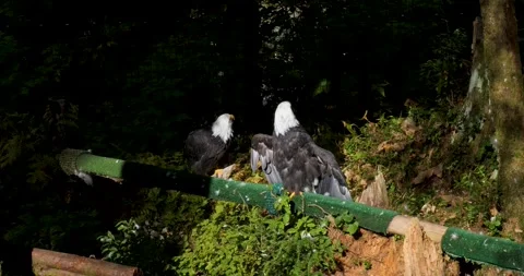 Adult Bald eagle drying its wings in the sun, Alaska. Stock Footage 334615572