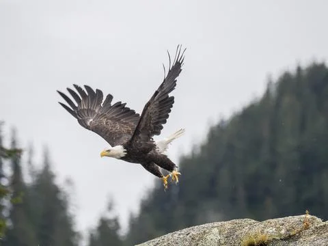 An adult bald eagle (Haliaeetus leucocephalus) taking flight from a rock, Kenai Stock Photos