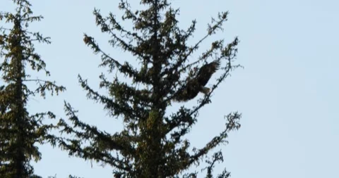 Adult Bald eagle landing on a pine branch, Juneau, Alaska. Stock Footage 335114657