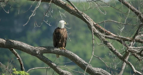 Adult Bald Eagle Perched Along Mississippi River in Minnesota During Summer Stock Footage 337775791