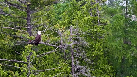 Adult bald eagle perches on a conifer branch surrounded by dense green forest Stock Footage 344009457