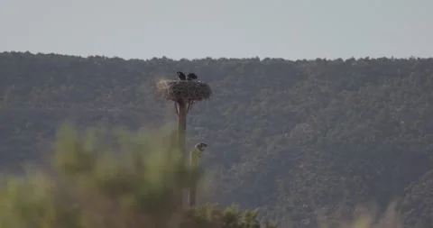 Adult bald eagle on pole while juveniles actively branch in nest, rim light Stock Footage 336220242