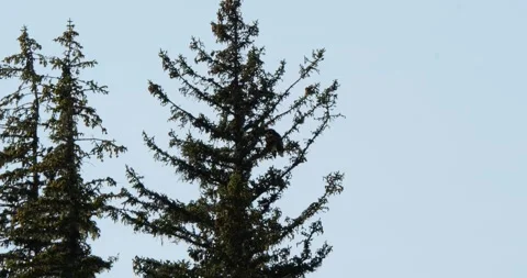 Adult Bald eagle resting on a pine branch in a sunny summer day, Alaska. Stock Footage 335039312