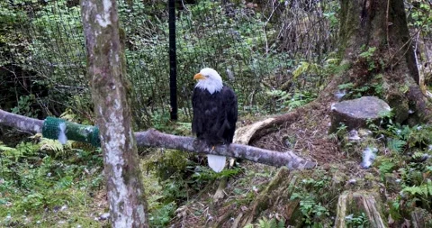 Adult Bald eagle resting on a tree trunk Sitka, Alaska. Stock Footage 334617070
