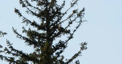 Adult Bald eagle sitting on a pine branch, Juneau, Alaska. Stock Footage 334971696