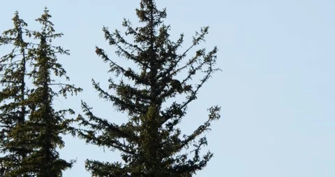 Adult Bald eagle sitting on a pine branch in a sunny summer day, Alaska. Stock Footage 335039048