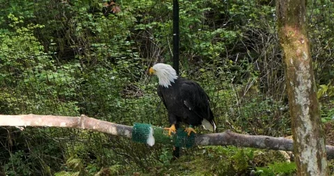 Adult Bald eagle sitting on a tree trunk Sitka, Alaska. Stock Footage 334617557
