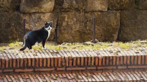 An adult black and white cat stands on Stock Video Pond5