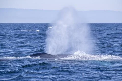An adult blue whale (Balaenoptera musculus) surfacing for a breath in Monterey Stock Photos
