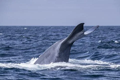 An adult blue whale (Balaenoptera musculus) flukes-up dive in Monterey Bay Stock Photos