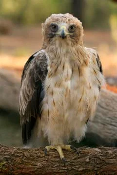 Adult Booted eagle. Pale morph . Aquila pennata Foto stock