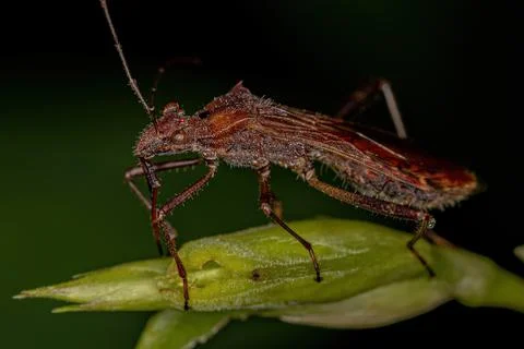 Adult Broad-headed Bug Stock Photos