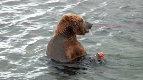 Adult Brown Bear Eats Caught Salmon Fish In Wildlife River During Spawning Stock Footage 224474075