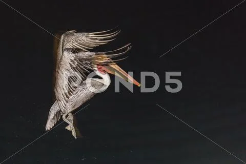 An adult brown pelican (Pelecanus occidentalis), at night near Isla Santa Stock Photos