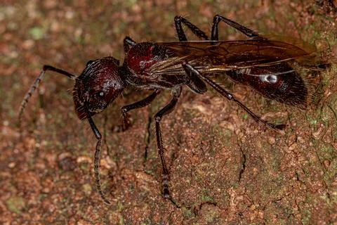 Adult Bullet Ant Queen Stock Photos