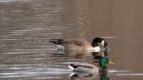 Adult Canada Goose & Mallard Duck, North America Stock Footage