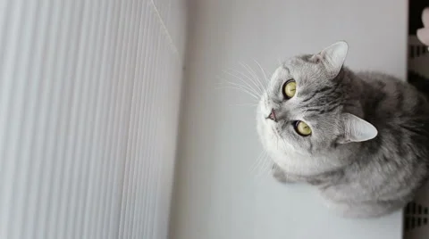 Adult cat looking up at the camera while sitting on podokonike front of the Stock Footage 58121923