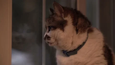 Adult cat by the window. Video stock 132632927