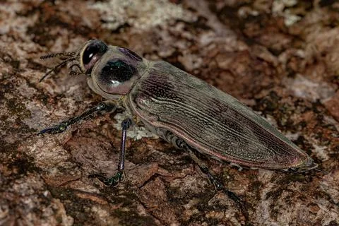 Adult Ceiba Borer Beetle Stock Photos