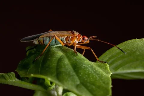 Adult Cotton Stainer Bug on a basil leaf Foto stock