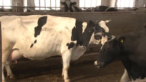 Adult cows in the barn Stock Footage 100600112