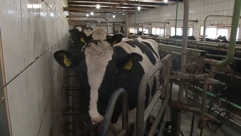 Adult cows in the barn Stock Footage 100600113