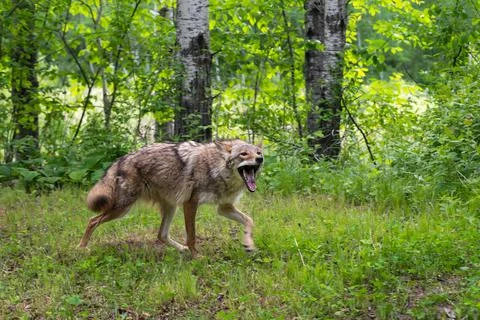 Adult Coyote (Canis latrans) Vocalizes While Walking Right Summer Stock Photos
