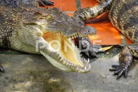 Adult crocodile with gaping jaws Stock Photos