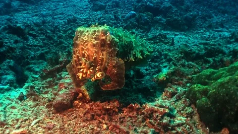 An adult cuttlefish Stock Footage 120399529