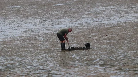 Adult digging into the sand looking for shellfish at low tide 库存影片 137577265