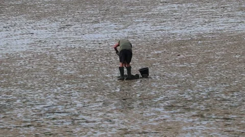 Adult digging into the sand looking for shellfish at low tide 스톡 동영상 137577496