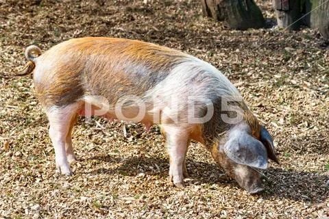 Adult domestic pig is looking for something to eat on the ground Stock Photos