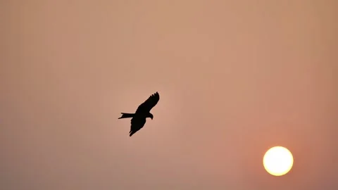 An adult eagle soars in the sky looking for prey Stock Footage 260279894
