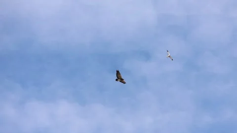 An adult eagle teaching a chick to fly and glide. Stock Footage 345664888