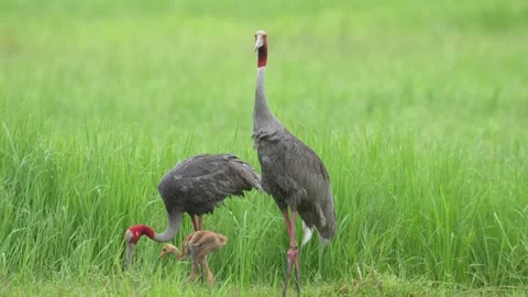 Adult Eastern Sarus Cranes foraging with chick in green wetland, Thailand Stock Footage 345693566