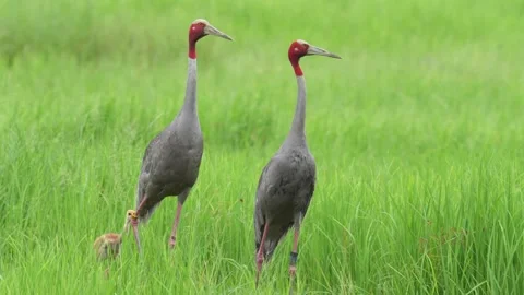 Adult Eastern Sarus Cranes walking with a chick in green grassland, Thailand Stock Footage 345693593