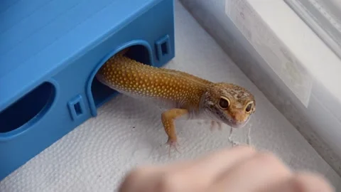Adult Eublefar lizard eats cockroach in container. Concept of keeping lizard. Stock Footage 153672197