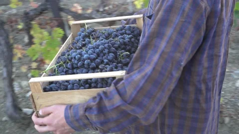 Adult farmer winemaker working on a grape field in the harvest season. The wine Stock Footage 154458680