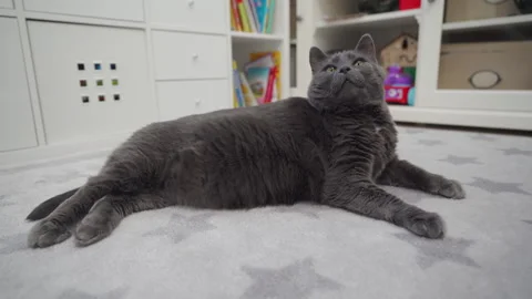 adult fat gray domestic cat lying on a Stock Video Pond5