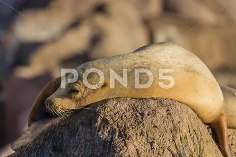 Adult female California sea lion (Zalophus californianus), at Los Islotes, Baja Stock Photos