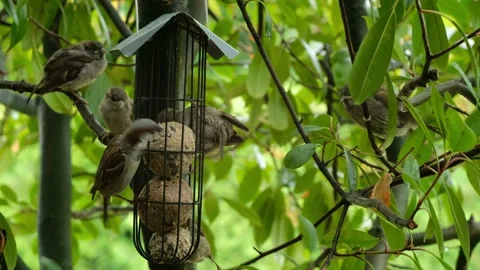 Adult female house sparrow feeds young at feeder. Stock Footage