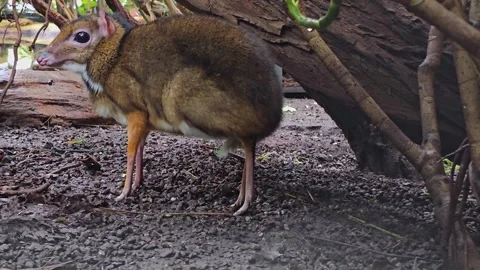 An adult female Java mouse-deer  Stock Footage 269824424