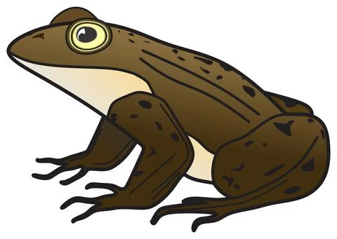 Adult frog setting vector drawing isolated background cartoon amphibians animal Stock-Illustration