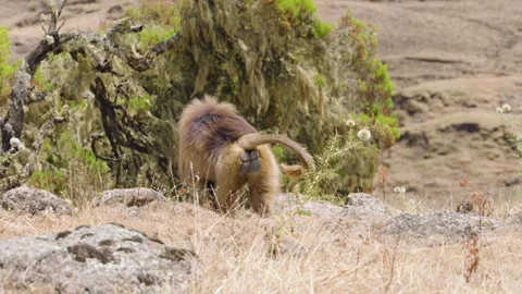 An Adult Gelada Monkey (Theropithecus Gelada) In Simien Mountains, Ethiopia Stock Footage 315429286