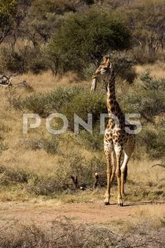 Adult girafe, wild animal in the south african bush Stock Photos
