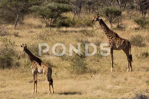 Adult girafe, wild animal in the south african bush Stock Photos